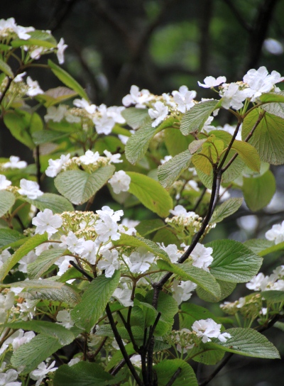 20120627ozenume-008.jpg