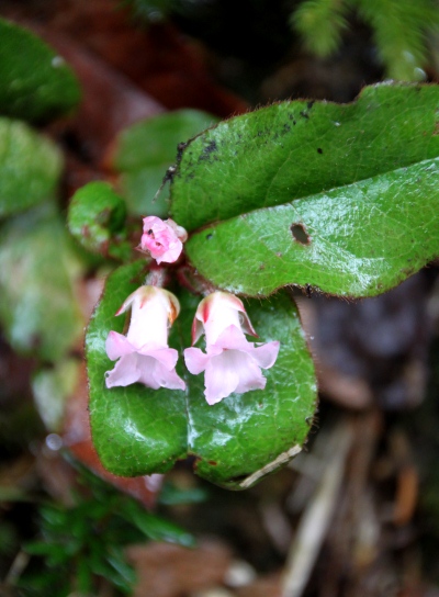 20120627ozenume-009.jpg