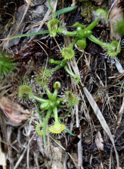 20120627ozenume-010.jpg