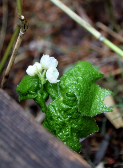 20120627ozenume-013.jpg