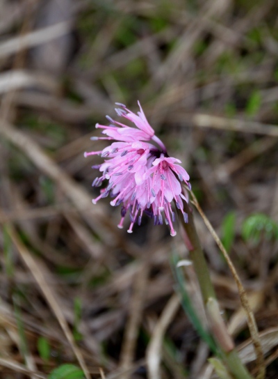 20120627ozenume-015.jpg