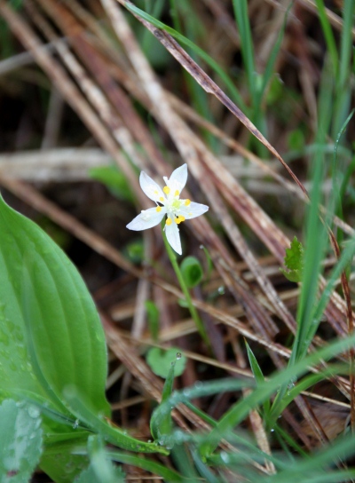 20120627ozenume-016.jpg