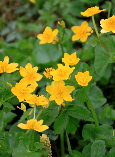 20120627ozenume-021.jpg