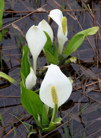 20120627ozenume-022.jpg