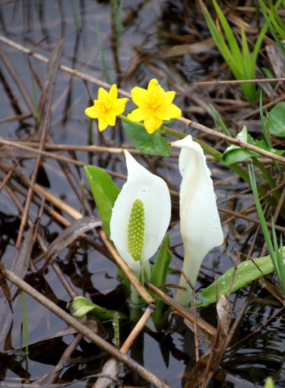 20120627ozenume-023.jpg