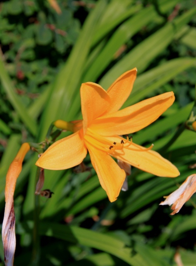 20120803tugami-012.jpg