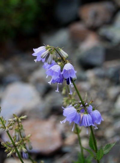 20120803tugami-016.jpg