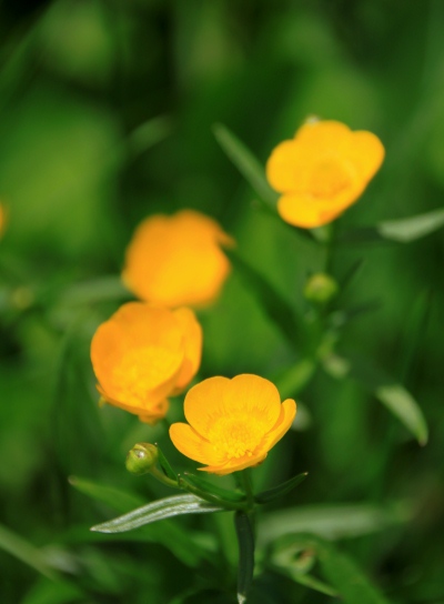 20120803tugami-018.jpg