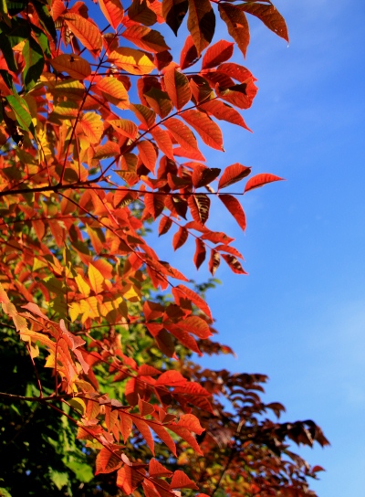 20120929aidukoma-005.jpg