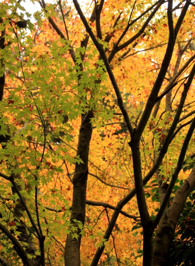 20121124shiroyama-015.jpg