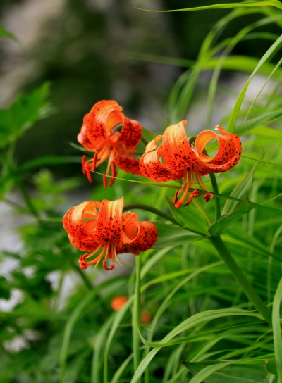 20130721shiroumahigaeri-011.jpg