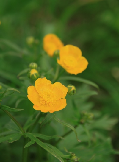 20130721shiroumahigaeri-015.jpg