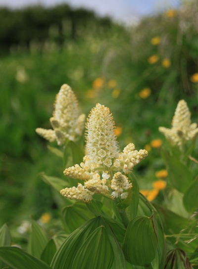 20130721shiroumahigaeri-028.jpg