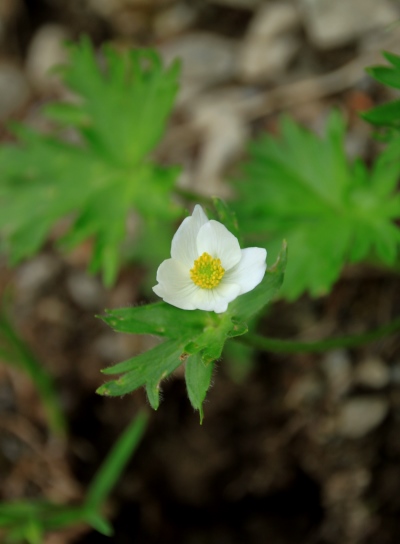 20130727senjyo-014.jpg