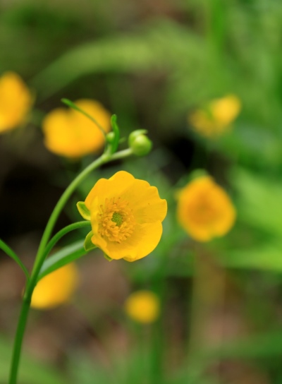 20130727senjyo-016.jpg