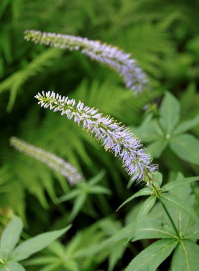 20130824shiraneoike-008.jpg
