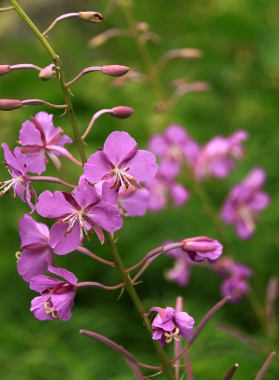 20130824shiraneoike-009.jpg