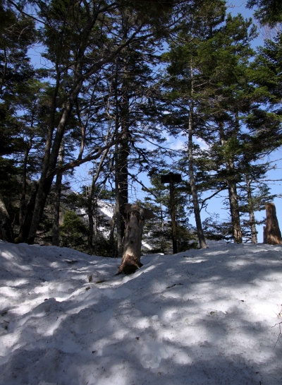 20140426senjyo-008.jpg