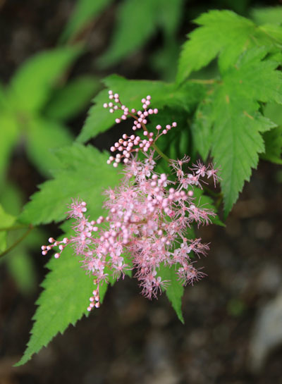 20160804hijiridaira-014.jpg