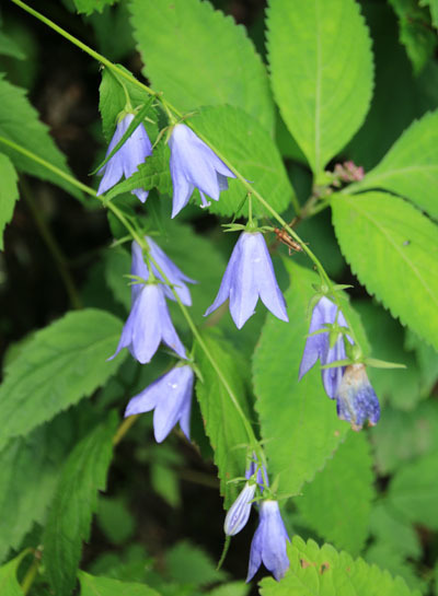 20160804hijiridaira-015.jpg