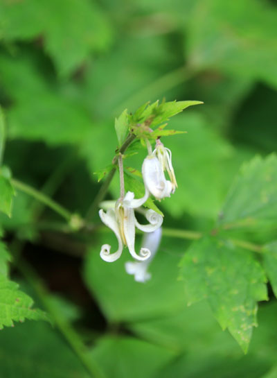 20160804hijiridaira-016.jpg