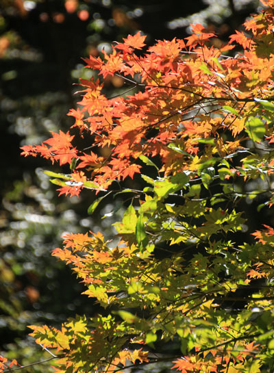 20161015tokugotouge-016.jpg