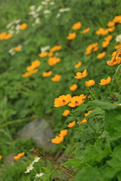 20170728hakubayari-009.jpg
