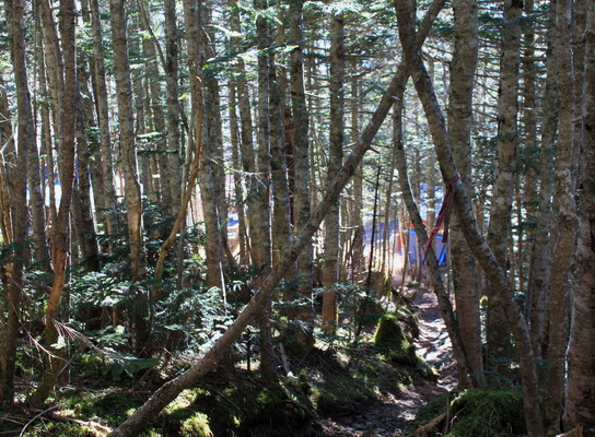hayakawa20101106-014.jpg
