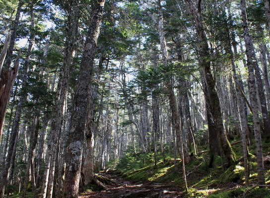 hayakawa20101107-013.jpg