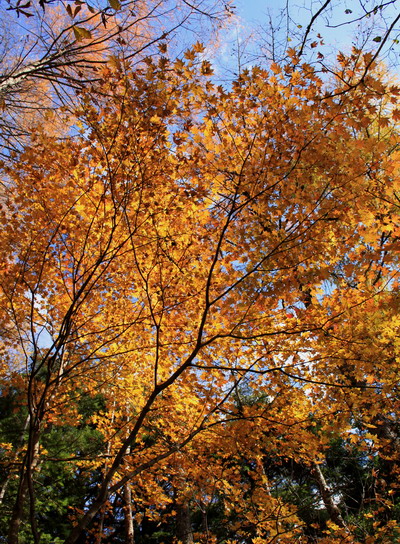 hayakawa20101107-014.jpg