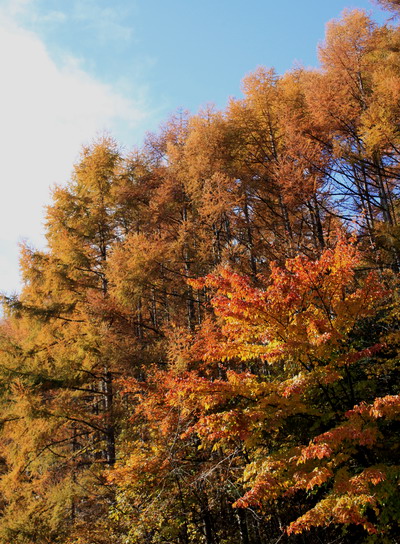 hayakawa20101107-016.jpg