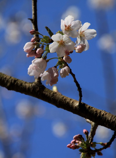 jinba20110417-002.jpg