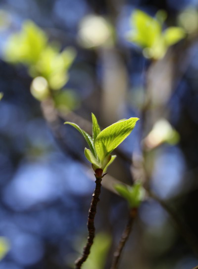 jinba20110417-014.jpg