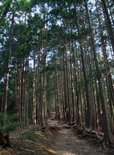kakigori20110816-004.jpg