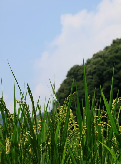 kakigori20110816-019.jpg
