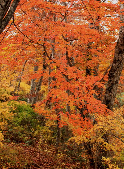 kanayama20101018-001.jpg
