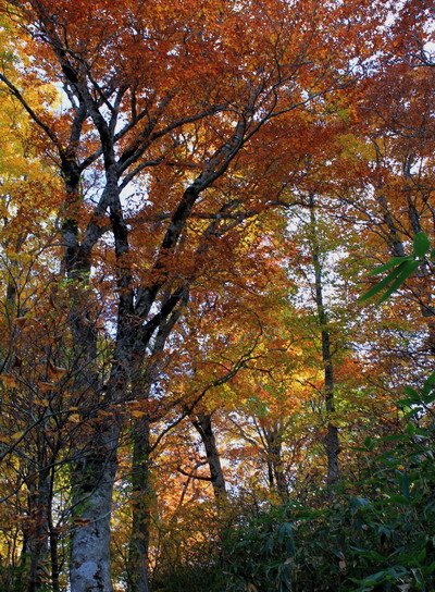 kanayama20101018-006.jpg