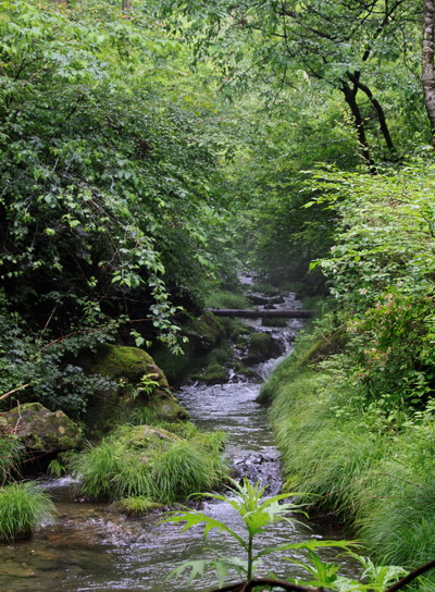 kogesawa20110621-003.jpg