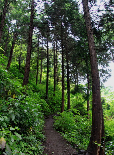 kogesawa20110621-008.jpg