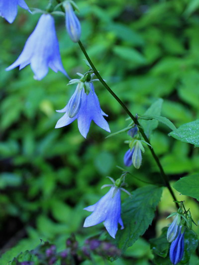 shirane20100821-004.jpg