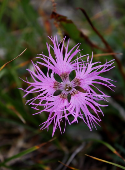 shirane20100821-011.jpg