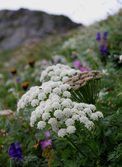 shirane20100821-013.jpg