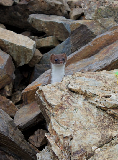 shirane20100821-017.jpg