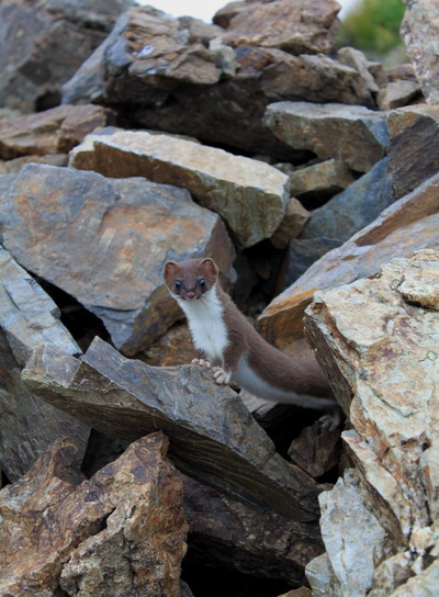 shirane20100821-018.jpg