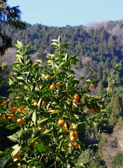 shoto20110215-020.jpg