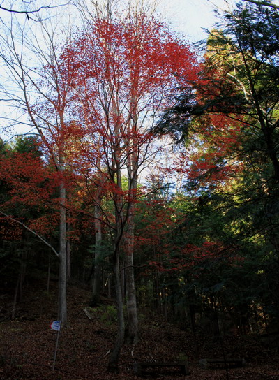 takikoyama20101128-025.jpg