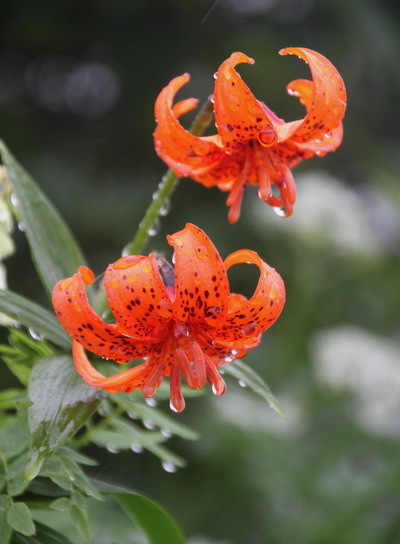 tugami20110821-010.jpg