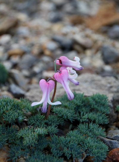 yatu20110717-025.jpg