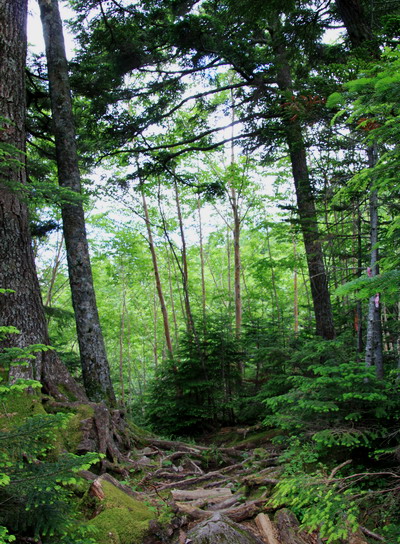 yatu20110717-030.jpg
